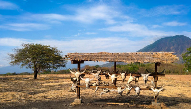 Menyusuri Pesona Taman Nasional Baluran Situbondo yang Memikat