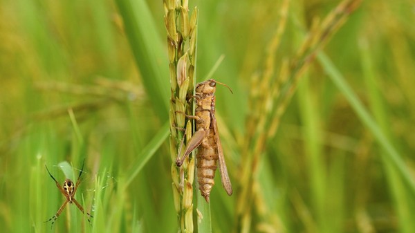 Strategi Ampuh Mengatasi Hama Padi agar Panen Tetap Optimal dan Terhindar dari Gagal Panen