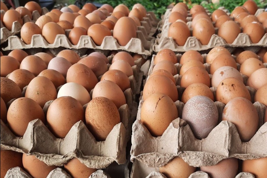 BPS: Harga Telur Ayam Ras Naik di Beberapa Daerah Jelang Lebaran