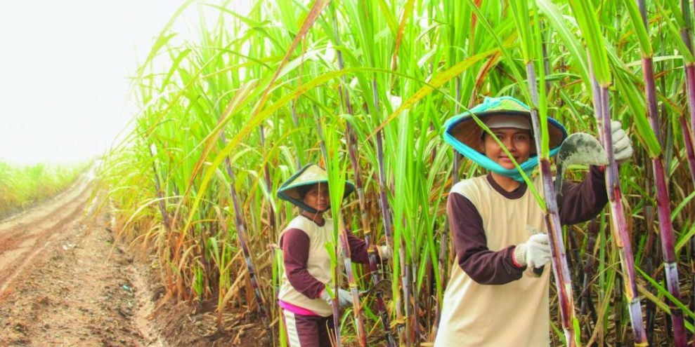 Petani Tebu Rembang Optimis Menghadapi Tantangan Harga yang Turun