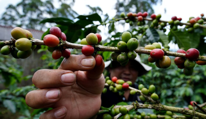 Kenaikan Harga Kopi Indonesia 15 Persen Akibat Perubahan Iklim