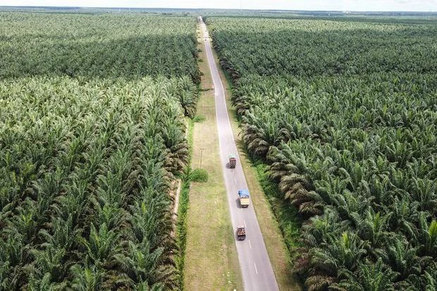 PGUN dan JARR Tegaskan Legalitas Lahan Sawit di Kalimantan