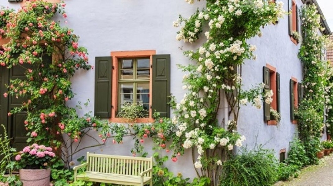 Pilihan Tanaman Rambat Tahan Teduh Untuk Mempercantik Rumah Minim Cahaya Alami