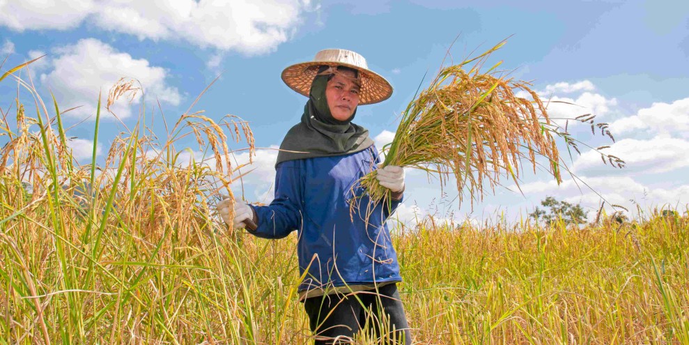 Modernisasi Pertanian dan Regenerasi Petani Jadi Kunci Peningkatan Produksi Nasional