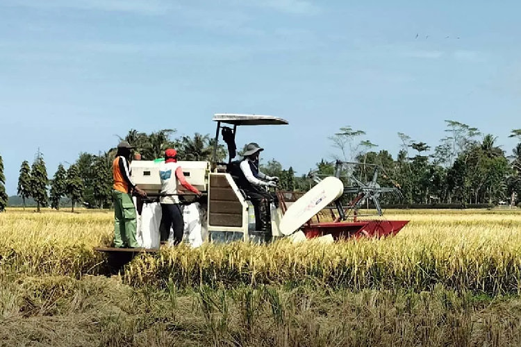 Petani Jombang Untung, Produktivitas Padi Tembus Rekor