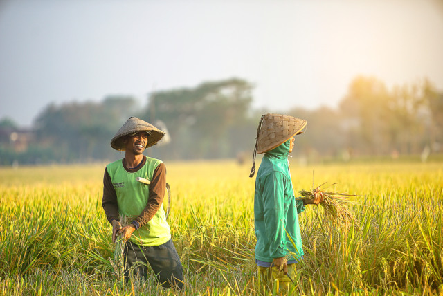 Harga Gabah Patokan Rp6.500/Kg: Angin Segar bagi Petani, Tantangan Baru bagi Bulog