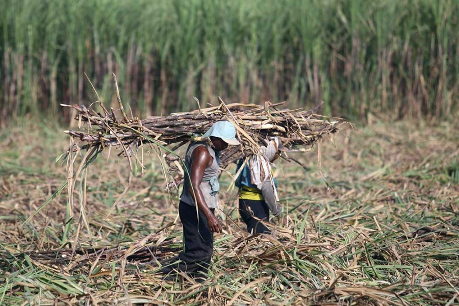 Badan Pangan Pastikan Petani Gula Terima Harga Adil