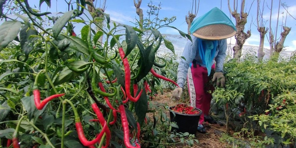 Peningkatan Produksi Pertanian Warnai Awal Tahun, Kesejahteraan Petani Jadi Sorotan
