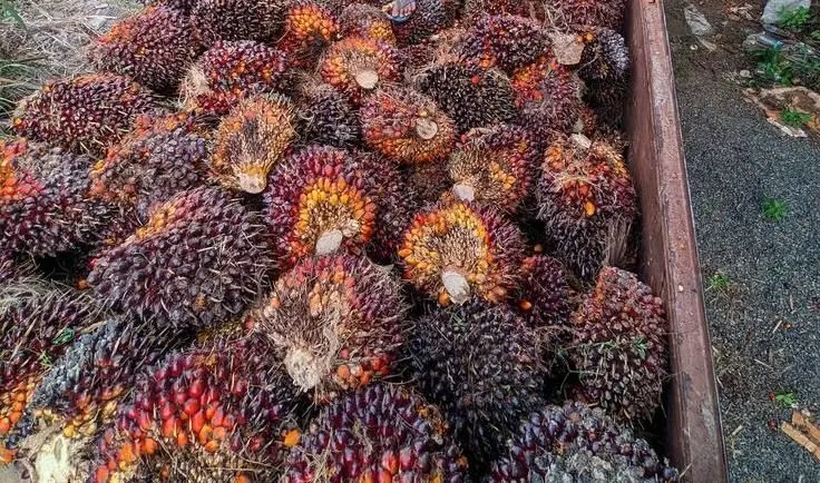 Harga Sawit Sulawesi Tenggara April 2026 Resmi Berlaku untuk Semua Pekebun