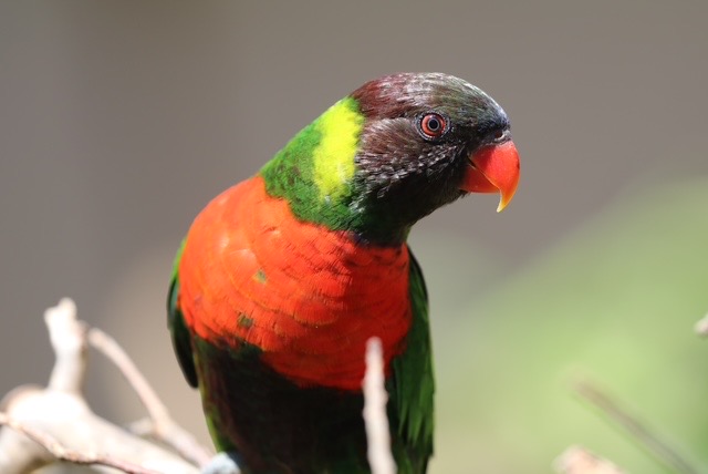 Repatriasi Burung Perkici Dada Merah: Pulang ke Bali-Lombok