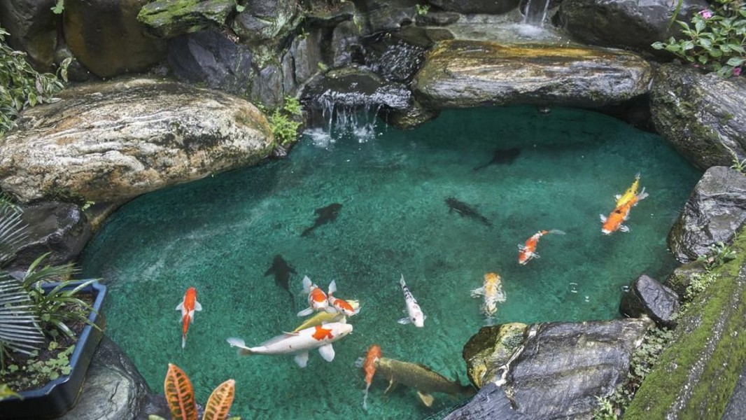 Cara Ampuh Mengatasi Bau Amis Kolam Ikan Agar Tetap Bersih dan Sehat