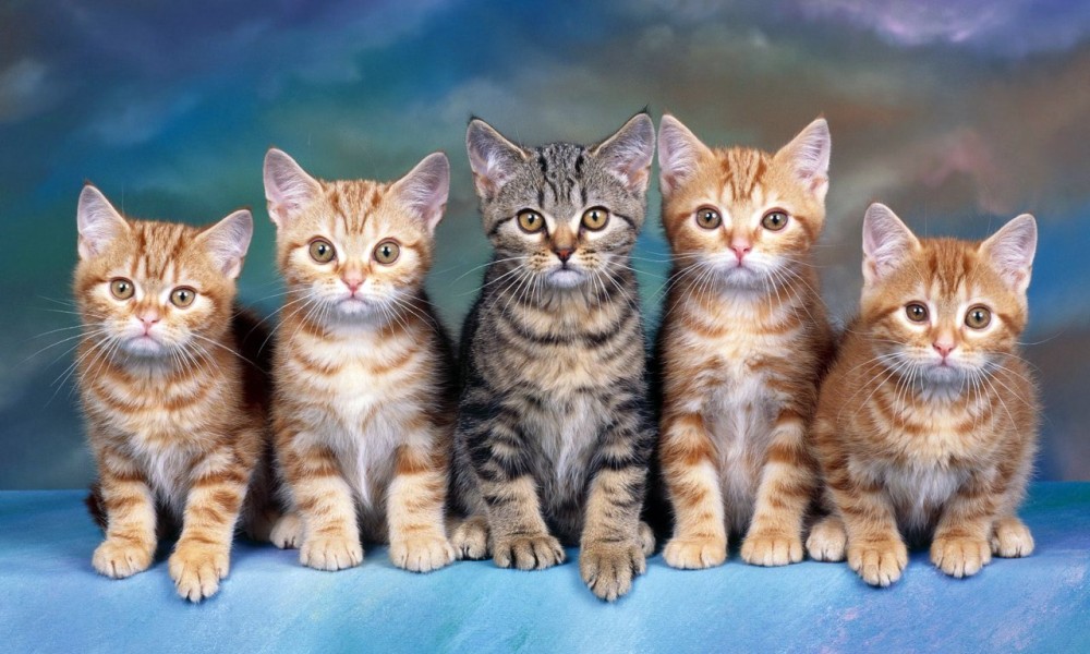 7 Manfaat Memelihara Kucing untuk Kesehatan Fisik dan Mental yang Jarang Diketahui 7 Manfaat Memelihara Kucing untuk Kesehatan Fisik dan Mental yang Jarang Diketahui