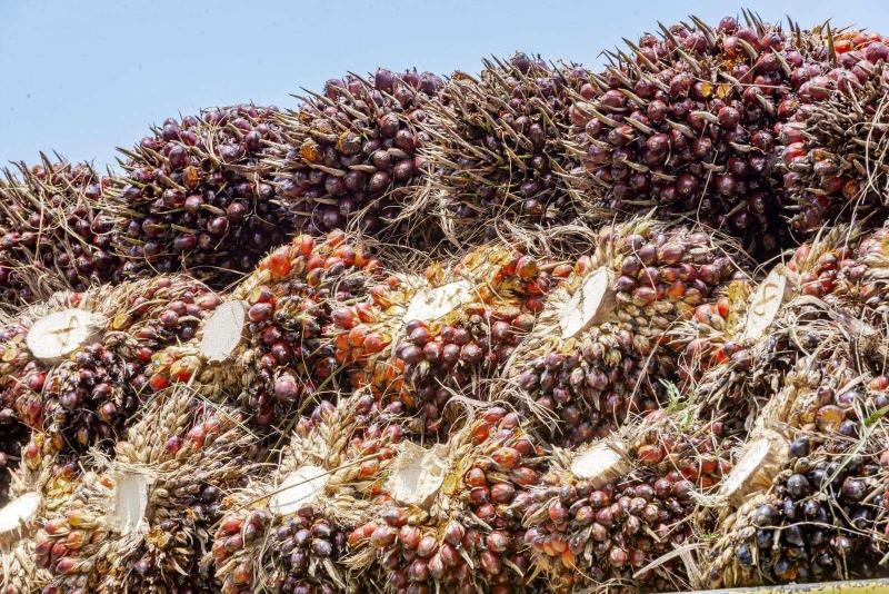 Harga CPO Naik Didorong Ekspektasi Permintaan dan Pelemahan Ringgit