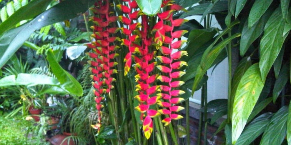 5 Jenis Heliconia Tanaman Hias Pisang Pisangan yang Tahan Panas