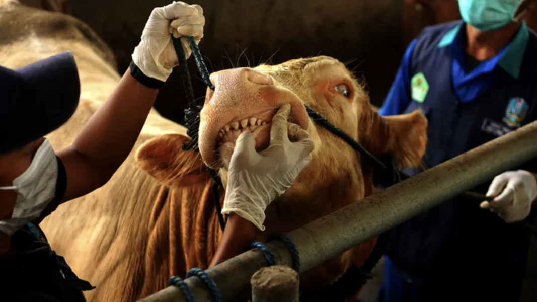 Kementan Fokus Perkuat Proteksi Ternak Jawa Barat di Tengah Wabah PMK