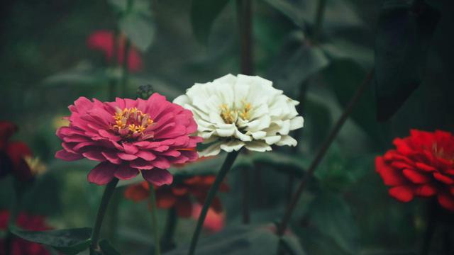 8 Pilihan Bunga Cantik untuk Balkon dan Teras Sempit Rumah