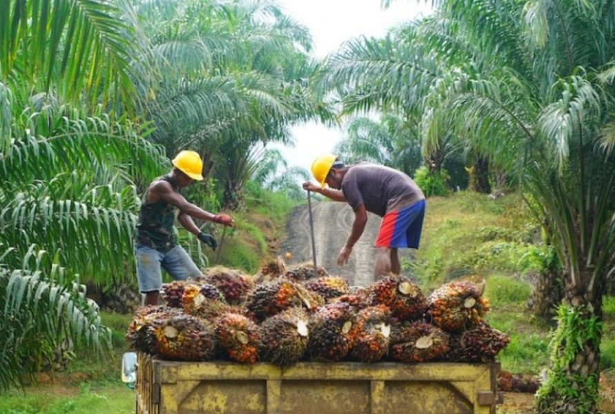 Industri Sawit Rakyat Diperkuat di Kutai Timur