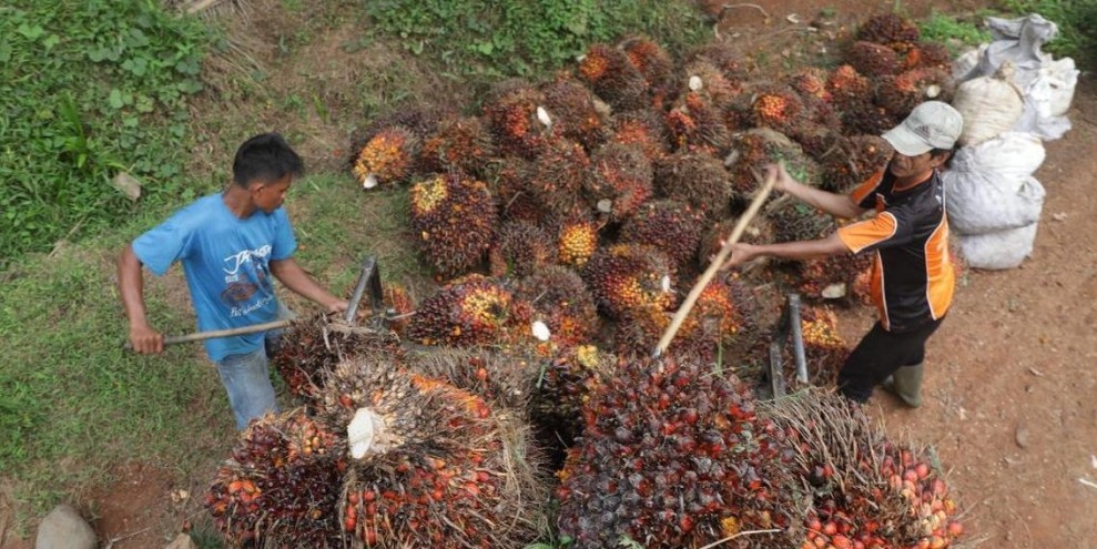 Harga CPO Global Menguat Dua Pekan Berturut Turut di Tengah Permintaan Pasar