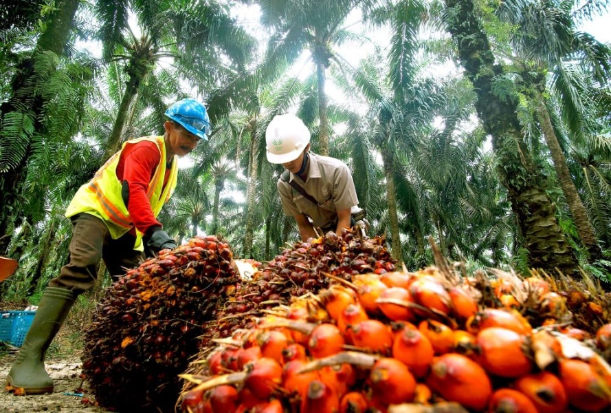 Mendorong Kesejahteraan Petani Sawit Mandiri Melalui Kolaborasi dalam Rantai Pasok: Kunci Keberlanjutan dan Daya Saing Industri Sawit Nasional