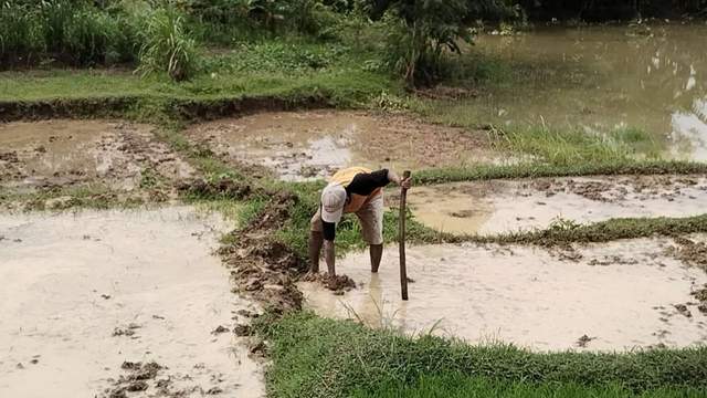 Petani Desa Leuntolu Memulai Pemupukan Pertama Padi Sawah Demi Ketahanan Pangan