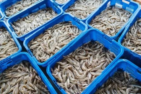 krisis kepercayaan pasar dan dampaknya terhadap petambak serta perekonomian