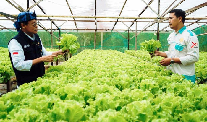 Petani Milenial dan Kontribusinya dalam Pertanian Berkelanjutan: Studi Kasus Sayur Organik Merbabu