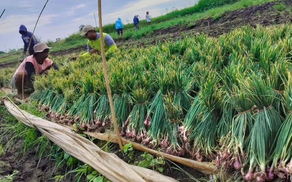 Petani Bawang Merah di Probolinggo Terancam Gagal Panen, Harga di Pasaran Melambung