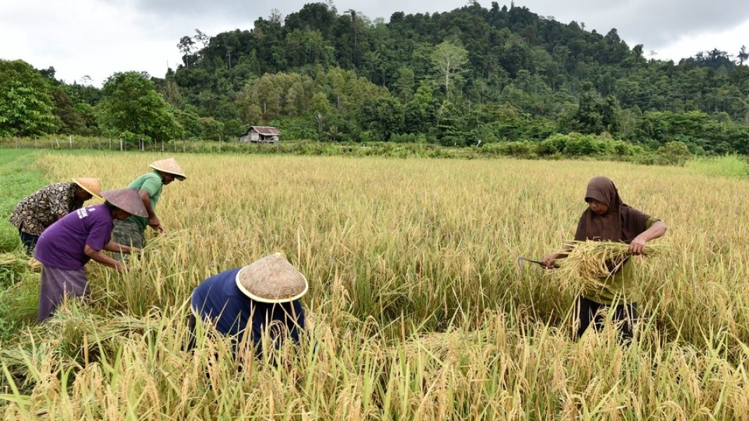 Tantangan Swasembada Pangan Pemerintah Prabowo-Gibran di Tengah Realitas Produksi Nasional Tantangan Swasembada Pangan Pemerintah Prabowo-Gibran di Tengah Realitas Produksi Nasional