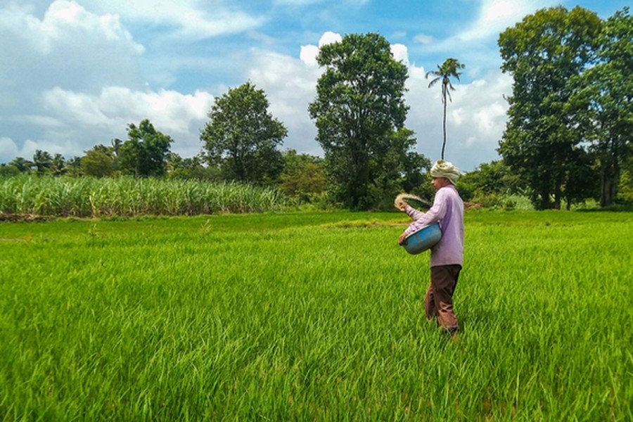Harga Pupuk Turun, Petani Pekalongan Sambut Musim Tanam Optimistis