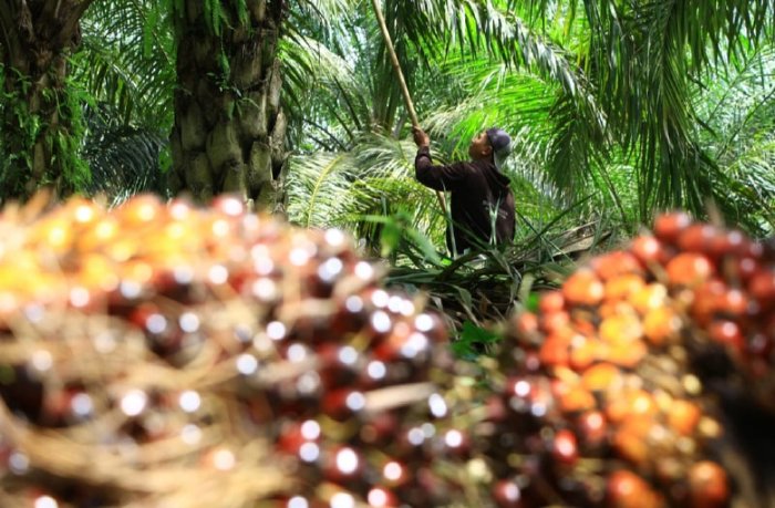 Harga Sawit Tetap Stabil, Petani Aceh Singkil Rasakan Manfaat Ekonomi