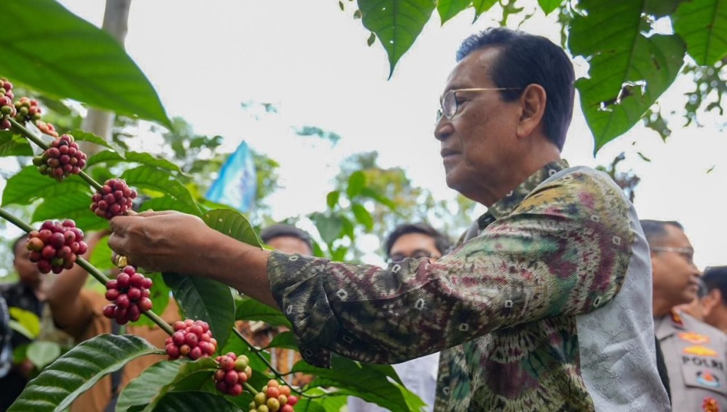 Panen Kopi Lereng Merapi Sukses, Kolaborasi Pemerintah dan Petani