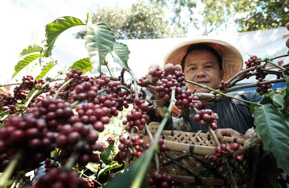 Panen Kopi Robusta Unggul, Petani Panglungan Ceria dan Produktif