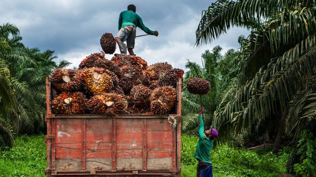Harga TBS Sawit Riau Naik Dorong Kesejahteraan Petani Harga TBS Sawit Riau Naik Dorong Kesejahteraan Petani