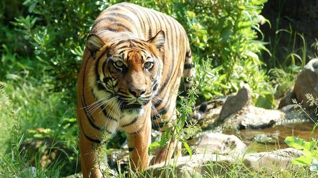 Harimau Jawa Masih Berkeliaran di Kawasan Hutan Sukabumi