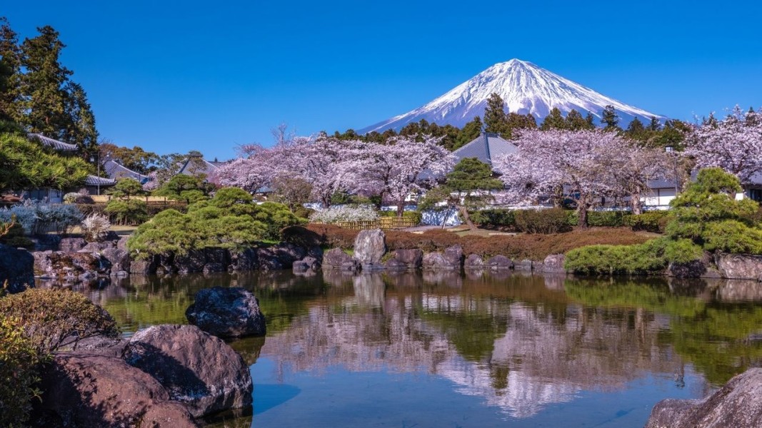 Jepang Jadi Destinasi Utama Wisata Musim Semi Asia Pasifik 2026