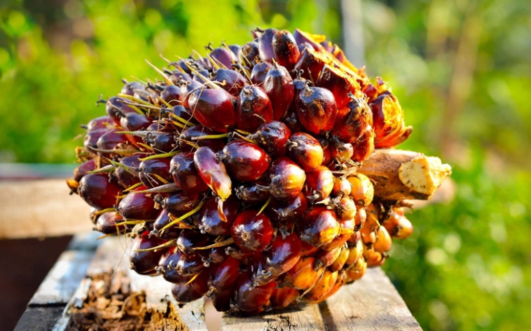 Tren Global Tekan HR CPO Desember 2025 Menurut Kemendag