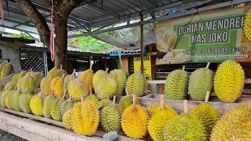 Tempat Makan Durian Terpopuler di Jogja 2025