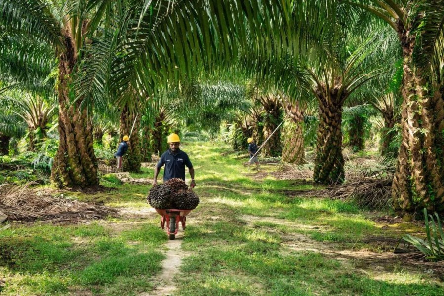 Laba ANJT Melonjak 1.520%, Akuisisi First Resources Jadi Katalis