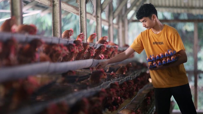 Peternak Pastikan Ketersediaan Daging Ayam Dan Telur Aman Selama Ramadan Mendatang