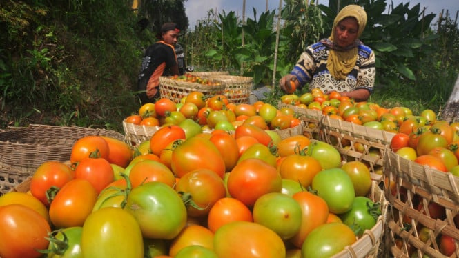 Petani Terus Panen Tomat di Tengah Fluktuasi Harga