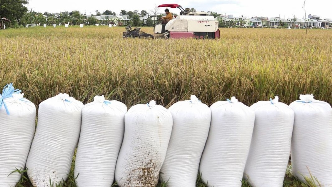 Bulog Kembali Serap Beras Petani Merauke, Harga Diharapkan Naik