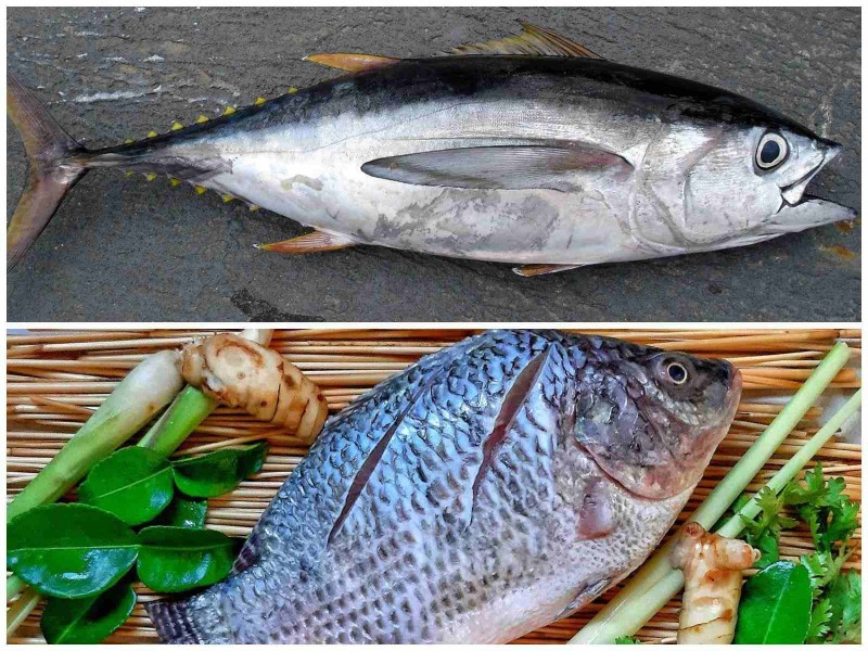 Ikan Laut dan Ikan Air Tawar Dibandingkan dari Gizi Manfaat Kesehatan Risikonya