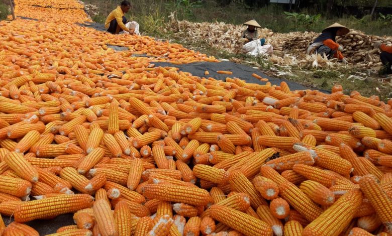 Harga Jagung Masih Rendah, Petani Simalungun Merugi