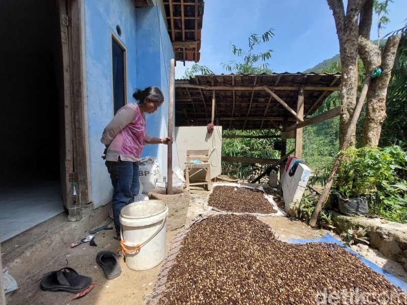 Inovasi Unik dari Kamojang: Kopi Berbasis Uap Panas Bumi Pertama di Dunia Didorong Anak Muda Lokal