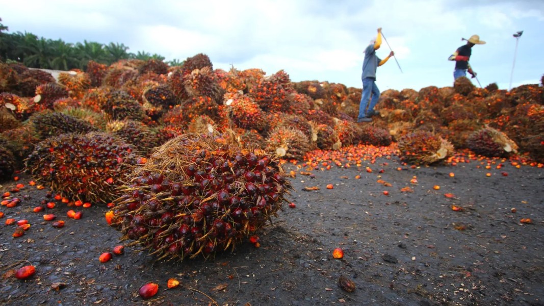 Harga Sawit Mukomuko Turun Jelang Akhir Oktober 2025, Petani Diminta Tetap Jaga Kualitas Panen