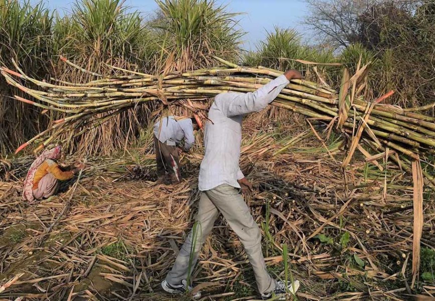 Harga Tebu Turun, Petani Jombang Resah