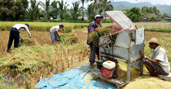 Panen Padi Gogo Gunungkidul Bukti Ketahanan Pertanian Di Tengah Tantangan Lahan Kering