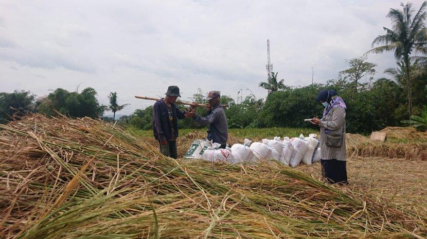 Harga Gabah Tetap Tinggi Meski Panen Raya Indramayu Tiba
