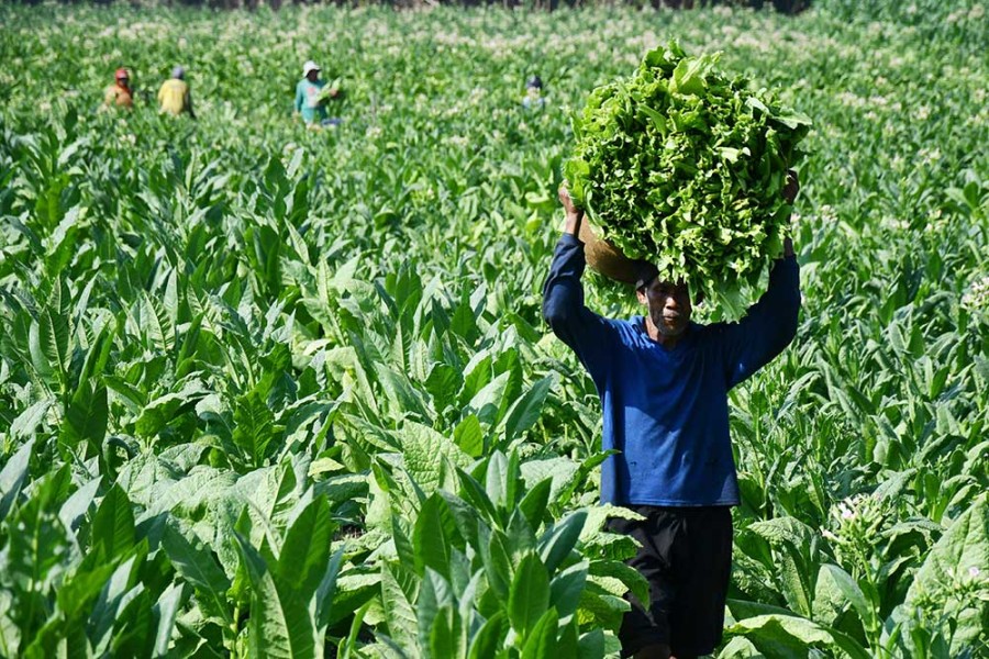 Petani Tembakau Desak Pemerintah untuk Naikkan Dana Bagi Hasil Cukai Hasil Tembakau