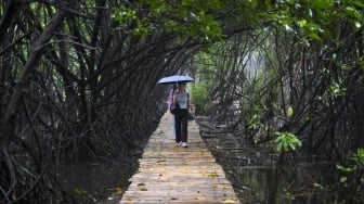 Hijaukan Pesisir: PT PNM dan Relawan Bakti BUMN Laksanakan Penanaman 1.000 Mangrove di Donggala